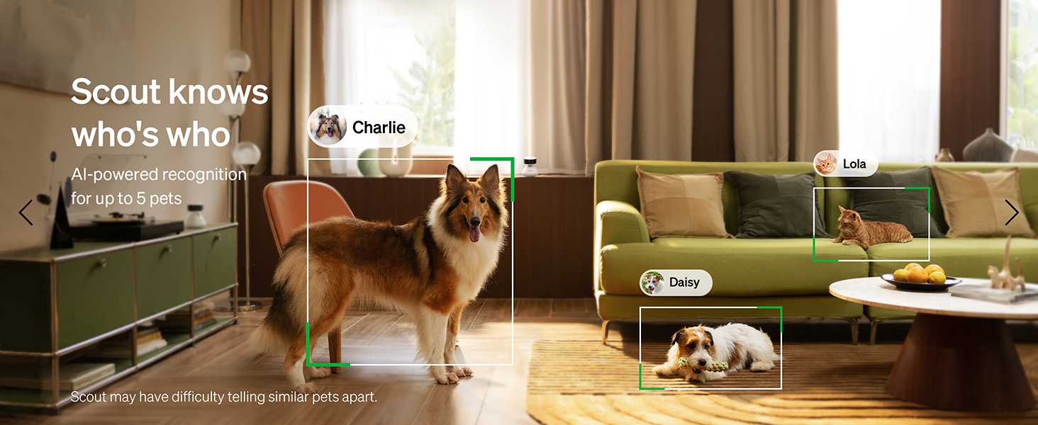 dog camera
